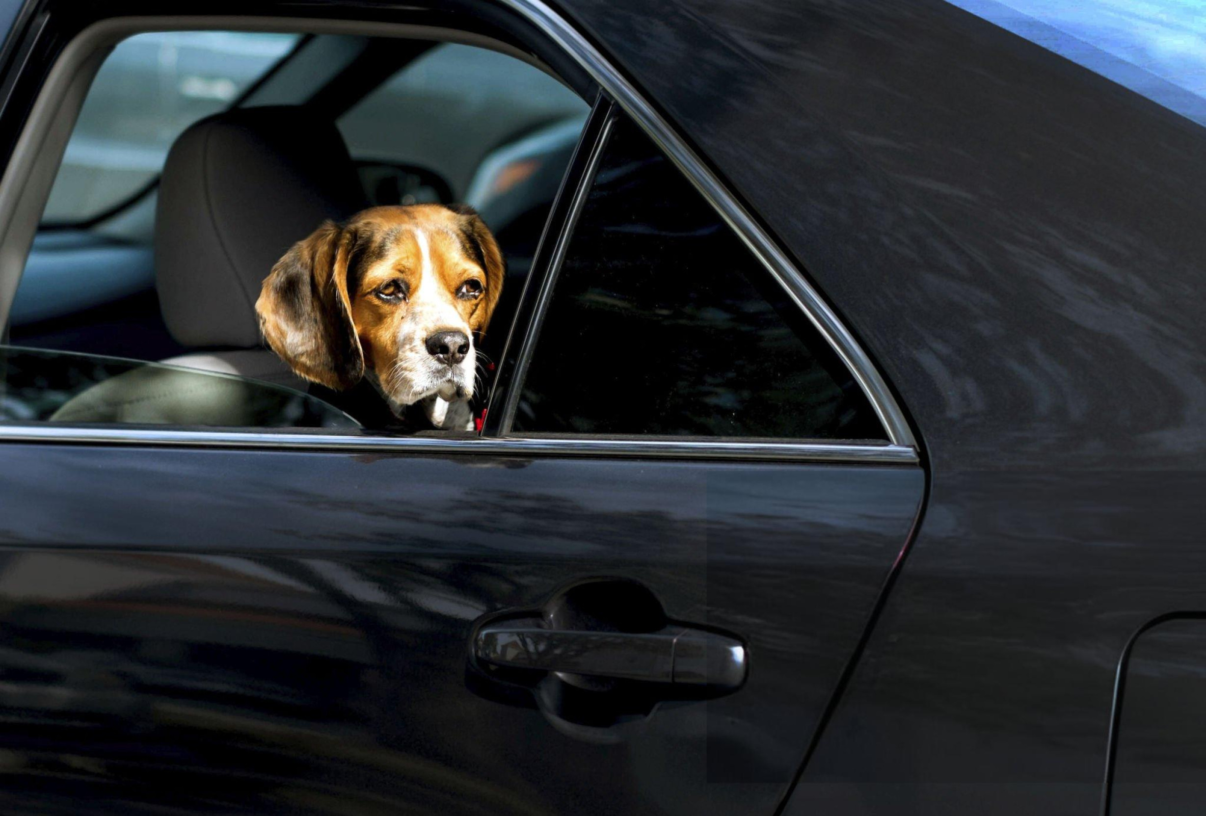 Pet-Friendly Chauffeur Service by Diamond Car