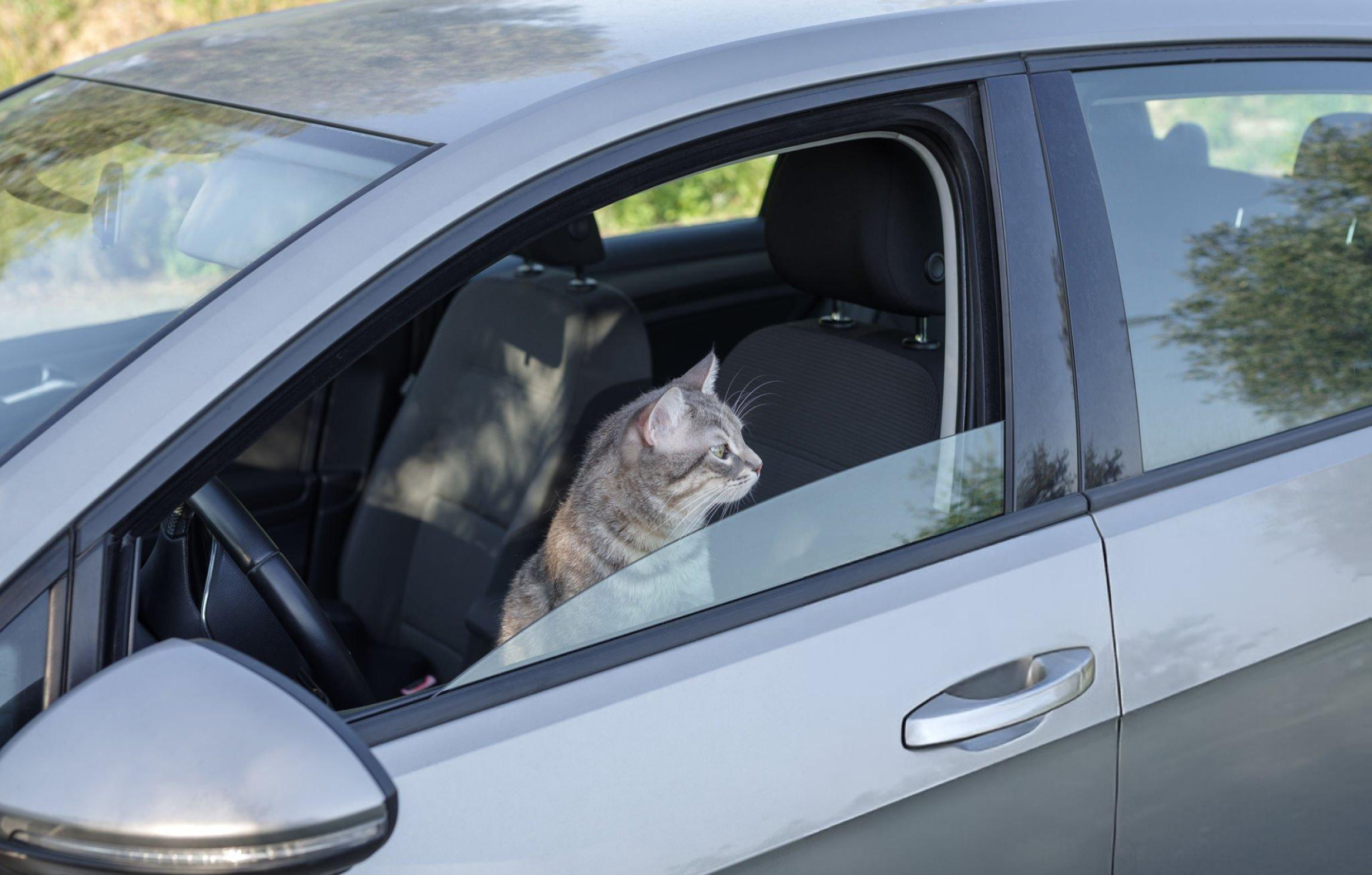 Pet-Friendly Chauffeur Service by Diamond Car