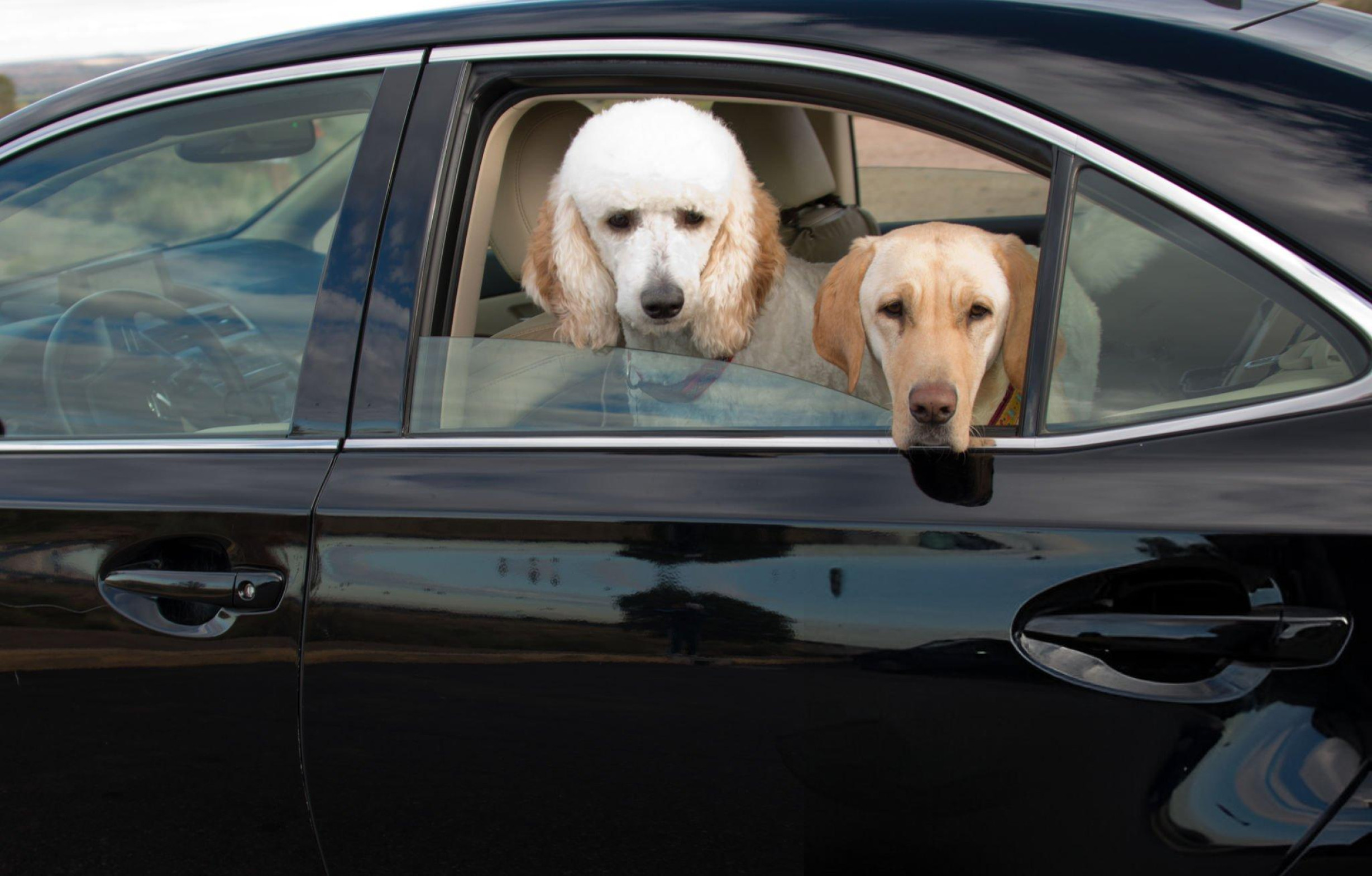 Pet-Friendly Chauffeur Service London by Diamond Car